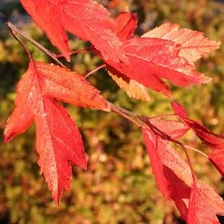 Royal Raindrops® Crabapple Tree 13 Royal Raindrops® Crabapple Tree -Garden Plant Store Royal Raindrops Crabapple 4