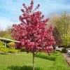 Royal Raindrops® Crabapple Tree 1 Royal Raindrops® Crabapple Tree -Garden Plant Store Royal Raindrops Crabapple 600x600 d2fb66a7 8df8 4a13 9378 65bf4b5229e8
