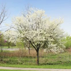 Royal White Redbud Tree -Garden Plant Store Royal White Redbud 1
