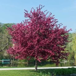 Royalty Crabapple Tree -Garden Plant Store Royalty Crabapple 5 BB