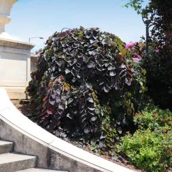 Ruby Falls Redbud Tree 13 Ruby Falls Redbud Tree -Garden Plant Store Ruby Falls Redbud 8