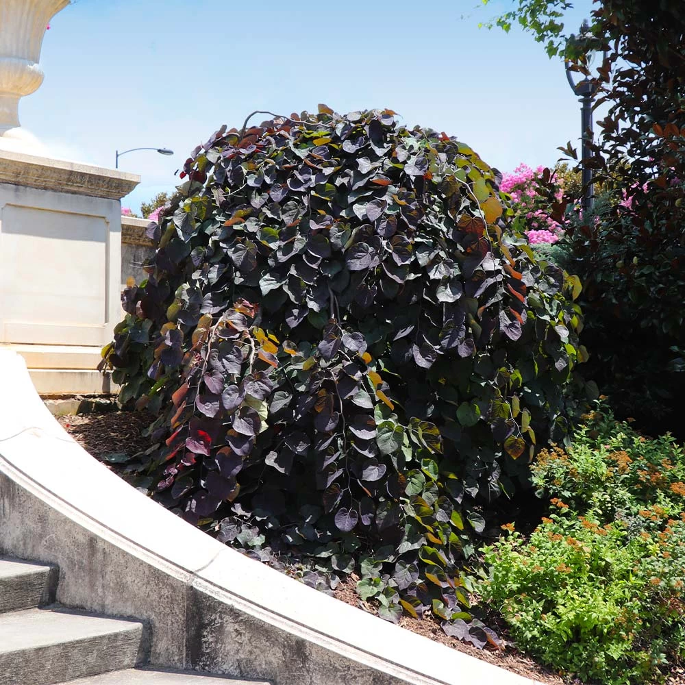 Ruby Falls Redbud Tree 8 Ruby Falls Redbud Tree - Image 6