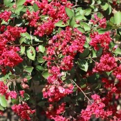 Ruby Prince™ Emerald Empire® Crape Myrtle Tree -Garden Plant Store Ruby Prince Crape Myrtle 1