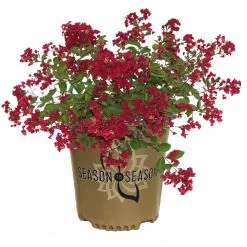 Ruby Prince™ Emerald Empire® Crape Myrtle Tree -Garden Plant Store Ruby Prince Crape Myrtle 2