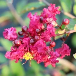 Ruby Prince™ Emerald Empire® Crape Myrtle Tree -Garden Plant Store Ruby Prince Crape Myrtle 3