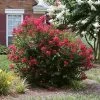 Ruby Prince⢠Emerald Empire® Crape Myrtle Tree 2 Ruby Prince⢠Emerald Empire® Crape Myrtle Tree -Garden Plant Store Ruby Prince Crape Myrtle 600x600 13ad0d15 815c 4640 a1b0 f727db853f57