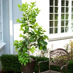 Ruby Red Grapefruit Tree -Garden Plant Store Ruby Red Grapefruit 8