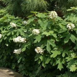 Ruby Slippers Hydrangea Shrub 8 Ruby Slippers Hydrangea Shrub -Garden Plant Store Ruby Slippers Hydrangea 2