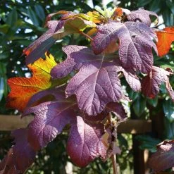 Ruby Slippers Hydrangea Shrub 9 Ruby Slippers Hydrangea Shrub -Garden Plant Store Ruby Slippers Hydrangea 3