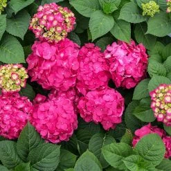 Endless Summer® Summer Crush® Hydrangea -Garden Plant Store SUmmer Crush Endless SUmmer Hydrangea 11 FGT