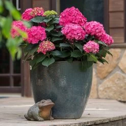 Endless Summer® Summer Crush® Hydrangea -Garden Plant Store SUmmer Crush Endless SUmmer Hydrangea 2