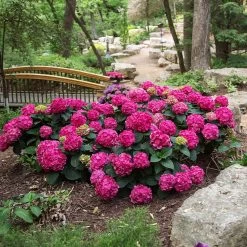 Endless Summer® Summer Crush® Hydrangea -Garden Plant Store SUmmer Crush Endless SUmmer Hydrangea 3 FGYT