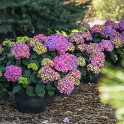 Endless Summer® Summer Crush® Hydrangea -Garden Plant Store SUmmer Crush Endless SUmmer Hydrangea 9 FGT