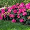 Endless Summer® Summer Crush® Hydrangea -Garden Plant Store SUmmer Crush Endless SUmmer Hydrangea FGT 600x600 0b6c1771 f284 47de aec9 fd3a74118d9a