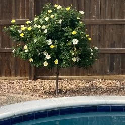 Sunny Knock Out® Rose Tree 8 Sunny Knock Out® Rose Tree -Garden Plant Store SUnny knockout Rose Tree 3