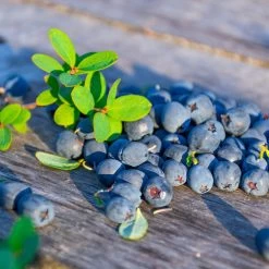 Sunshine Blue Blueberry Bush -Garden Plant Store SUnshine BLue Blueberry 1