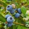 Sunshine Blue Blueberry Bush -Garden Plant Store SUnshine BLue Blueberry 600x600 098e1864 ee66 427c 8dcd c9654f9f3607