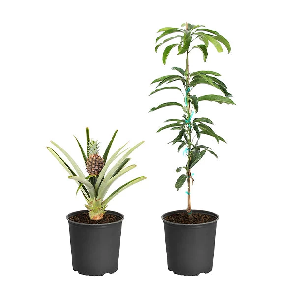 Salsa Kit 3 Salsa Kit