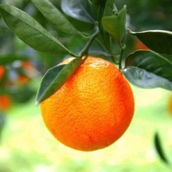 Sanguinelli Blood Orange Tree -Garden Plant Store Sanguinelli Blood Orange 7 FGT