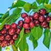Santina™ Cherry Tree -Garden Plant Store Santina Cherry 600x600 caf47b44 ecab 4d2e 9c6e e460add718f8