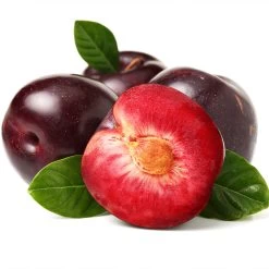 Satsuma Plum Tree -Garden Plant Store Satsuma Plum 2