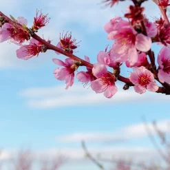 Saturn Peach Tree -Garden Plant Store Saturn Peach Tree 4