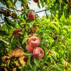 Saturn Peach Tree -Garden Plant Store Saturn Peach Tree 5