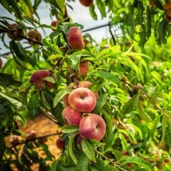 Donut Saturn Peach Tree 14 Donut Saturn Peach Tree -Garden Plant Store Saturn Peach Tree 5 21ea4320 798c 41bd 932e b7297febbf6c