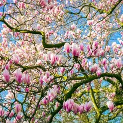 Saucer Magnolia Tree -Garden Plant Store Saucer Magnolia 6