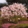 Saucer Magnolia Tree -Garden Plant Store Saucer Magnolia FGT 600x600 e0f2a976 c093 4234 9194 f097ff35a12b