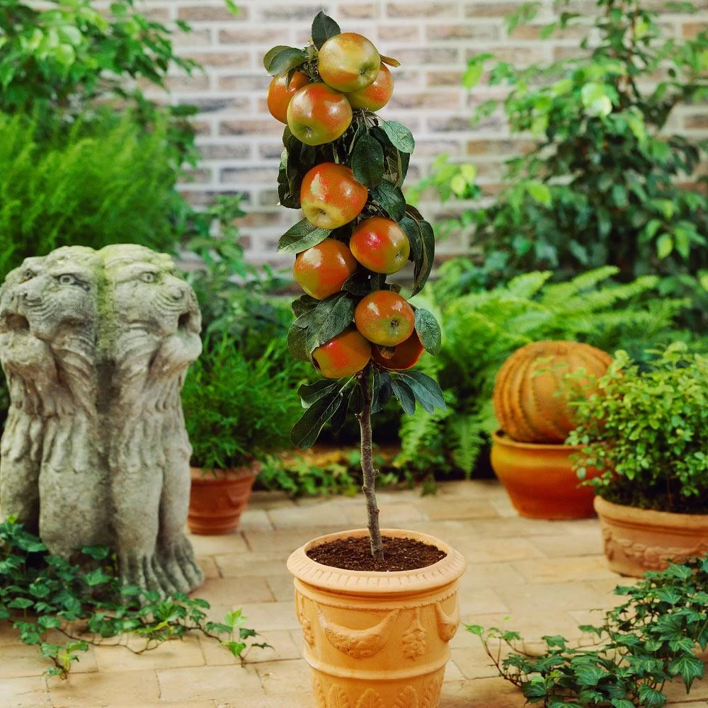 Scarlet Sentinel Columnar Apple Tree 4 Scarlet Sentinel Columnar Apple Tree - Image 2