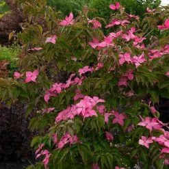 Scarlet Fire® Dogwood Tree -Garden Plant Store Scarlett Fire 1