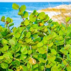 Sea Grape Bush 13 Sea Grape Bush -Garden Plant Store Sea Gape 1