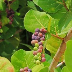 Sea Grape Bush 14 Sea Grape Bush -Garden Plant Store Sea Gape 2