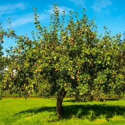Seckel Pear Tree -Garden Plant Store Seckel Pear 1