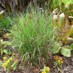 Shenandoah Switch Grass 9 Shenandoah Switch Grass -Garden Plant Store Shenandoah Switch Grass 4