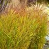 Shenandoah Switch Grass -Garden Plant Store Shenandoah Switch Grass FGT 600x600 a898110d 28d3 4cb7 9ce8 6077408ebb78