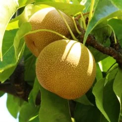 Shinseiki Asian Pear -Garden Plant Store Shinseiki Asian Pear 1 FGT