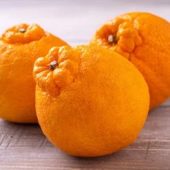 Shiranui Mandarin Tree 7 Shiranui Mandarin Tree -Garden Plant Store Shiranui Mandarin 4 FGT