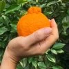 Shiranui Mandarin Tree -Garden Plant Store Shiranui Mandarin FGT 600x600 98332590 6642 4599 8f80 e177d64ac552