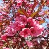 Show Time™ Crabapple Tree -Garden Plant Store Show Time Crabapple 600x600 1eed0a0f 6705 4b3e 936f 95c02a5f2eb7