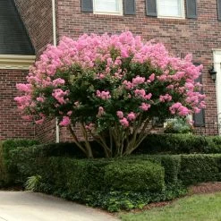 Sioux Crape Myrtle -Garden Plant Store Sioux Crape myrtle 2