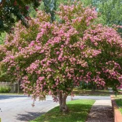 Featured Products -Garden Plant Store Sioux Crape myrtle 3