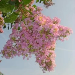 Sioux Crape Myrtle -Garden Plant Store Sioux Crape myrtle 4 FGT