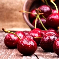 Skeena Cherry Tree -Garden Plant Store Skeena Cherry 4 FGT