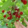 Skeena Cherry Tree 1 Skeena Cherry Tree -Garden Plant Store Skeena Cherry FGT 600X600 1304eed1 04ee 4e47 9ef3 8afb5cd1cf53