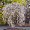 Snow Fountains® Weeping Cherry Tree 1 Snow Fountains® Weeping Cherry Tree -Garden Plant Store Snow Fountains Weeping Cherry FGT 600x600 b932e64b fb28 4b2a b164 ea90e6be8b0b