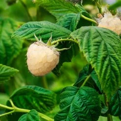 Snowbank White Blackberry Bush -Garden Plant Store Snowbank Blackberry 1