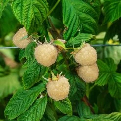Snowbank White Blackberry Bush -Garden Plant Store Snowbank Blackberry 3