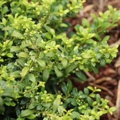 Soft Touch Holly Shrub -Garden Plant Store Soft Touch Holly 4